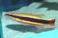  Liopropoma eukrines (Wrasse Basslet)